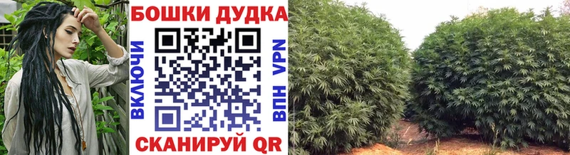 как найти закладки  Асино  Конопля White Widow 
